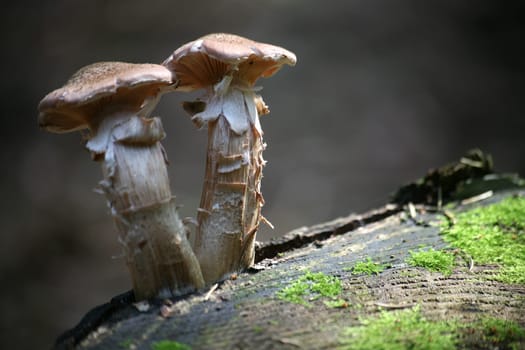 Two young Hallimasche on a tree stump
