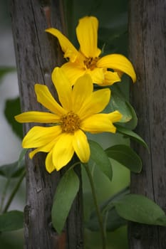 Beautiful flowers in an old cottage garden