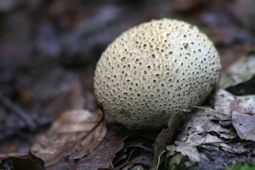 Toadstool