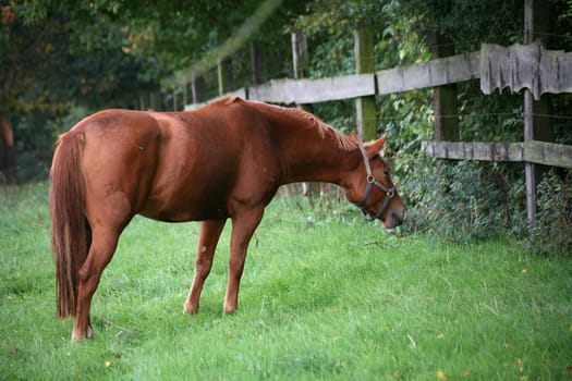 Horse