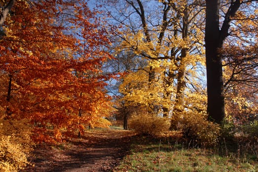 I think soon all the leaves will be swept off the tree......!:-)