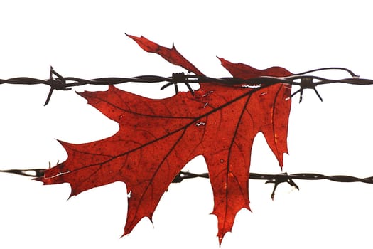 the leaf