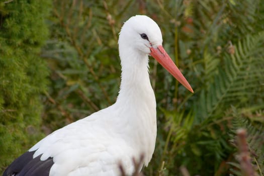 Stork