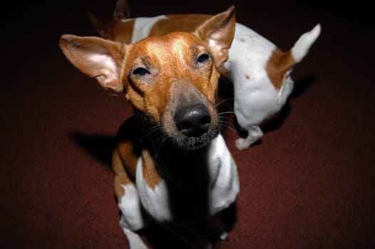I've heard: "in China there are dogs""!? Will I put up with that!? (a fun shot of our little darlings)"