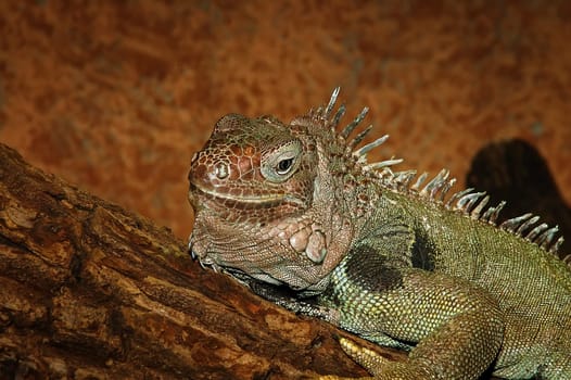 Iguana