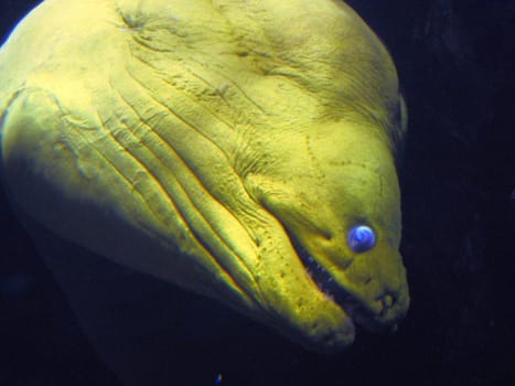 Green moray eel