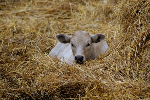 The calf