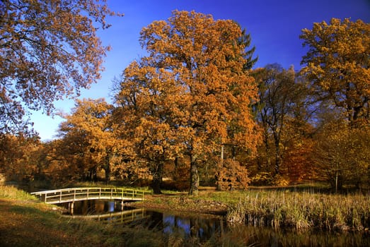 Autumn forest
