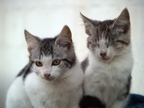 Sibling