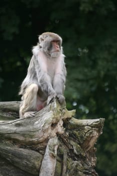 Rhesus macaque