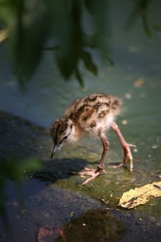 Very young chick