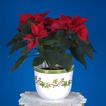 Poinsettia