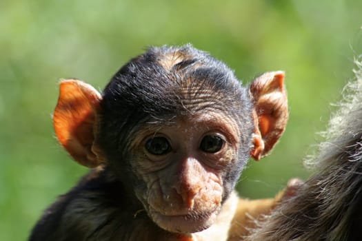 Cute Barbary macaque baby