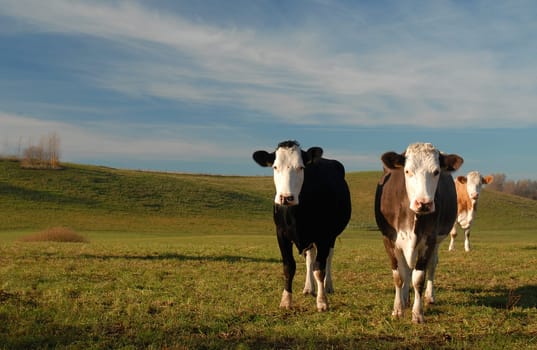 I would like to have some advice from you. Should I take out the cow on the left edge or not. I tend to take it out because it's not quite on it! Maybe I would like to have some opinions...!:-)