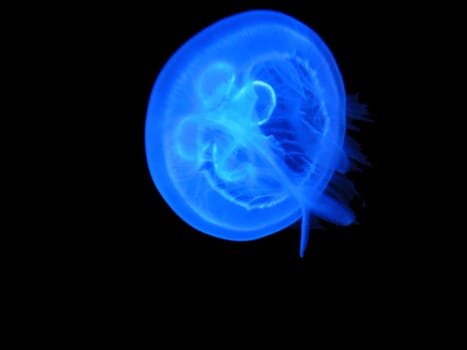 Blue Spot