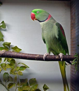 Great Alexander Parakeet