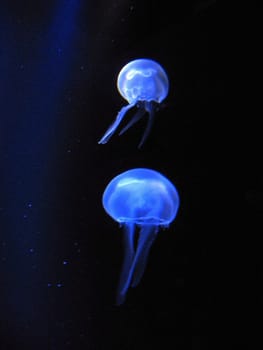 Jellyfishes in blue