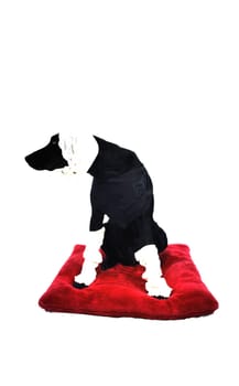 Dog cap