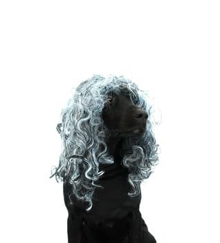 Lola Dog