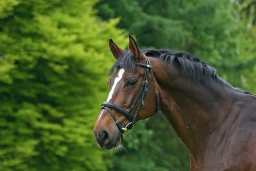Warmblood stallion