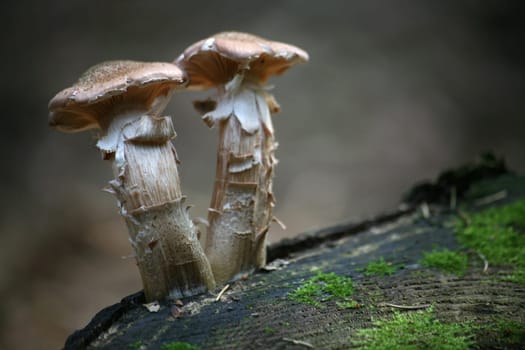Two young Hallimasche on a tree stump
