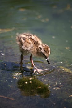 Very young chick