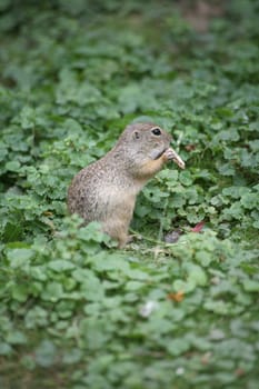 European ground squirrel