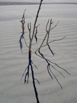 Sand dunes in New Zealand