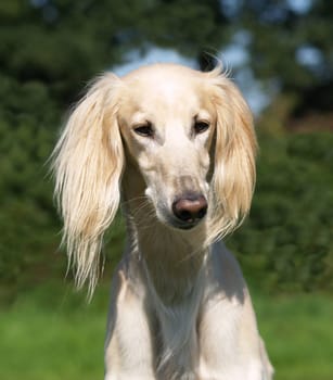 Portrait of Saluki
