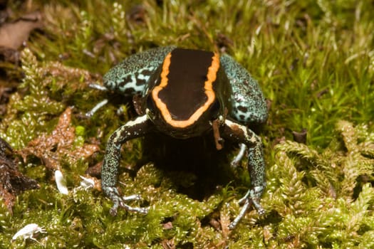 Exotic frog