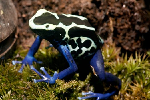 Exotic frog