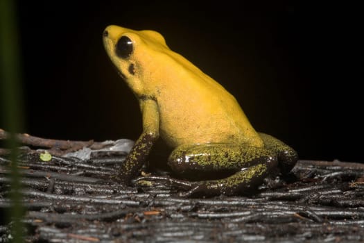 Exotic frog