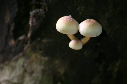 Sulfur heads