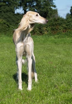 Saluki