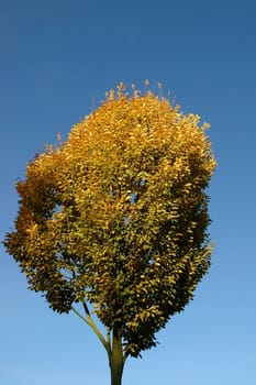 Beech in the evening light