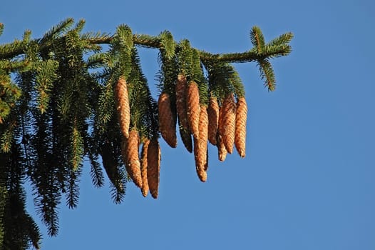 Fir cone