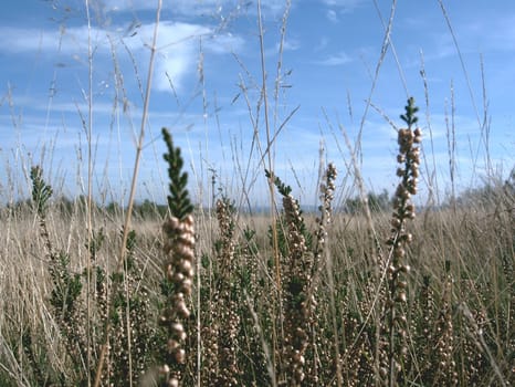 Grassland