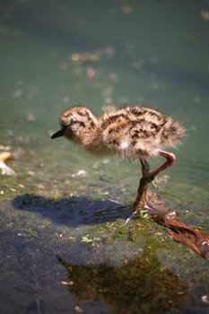 Very young chick