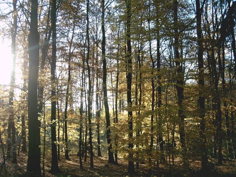 Autumn forest