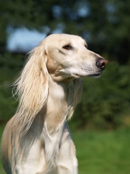 Greyhound