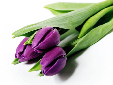 Tulips