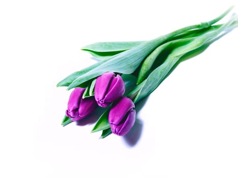 Tulips