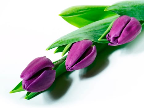 Tulips
