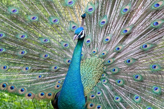 Blue peacock