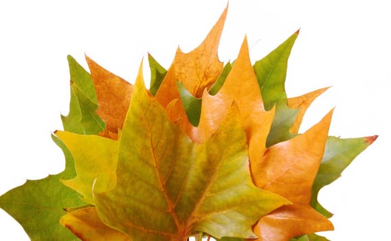 Autumn leaves