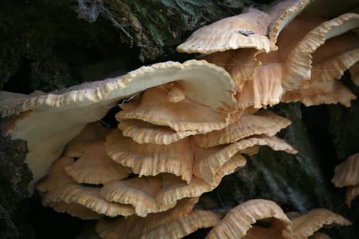 Beautiful tree pest