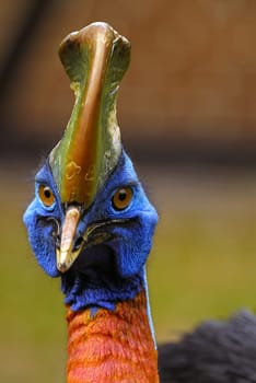 The cassowaries (Casuariidae,Casuarius) are large flightless birds and belong to the order of ratites (Struthioniformes). The distribution area mainly includes the island of New Guinea,one of the three species also lives on the Australian Cape York Hal