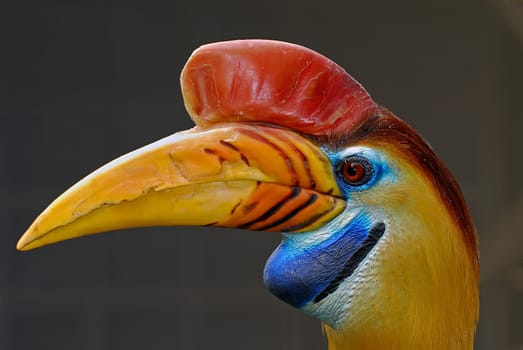 Hornbill