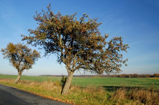 With this picture of our country road I wish you a nice weekend. The weather is supposed to be nice and maybe I'll get some apples that still fall down here during a walk.....!:-)