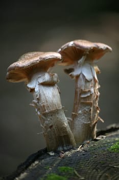Pair of mushrooms
